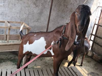 Desi bakra qurbani k liay Watsapp 03237047881
