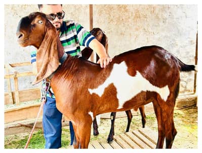 Pure Desi bakra qurbani k liay 2 dant Watsapp 0323/7047/881