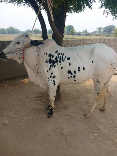 Fatehjangi bull