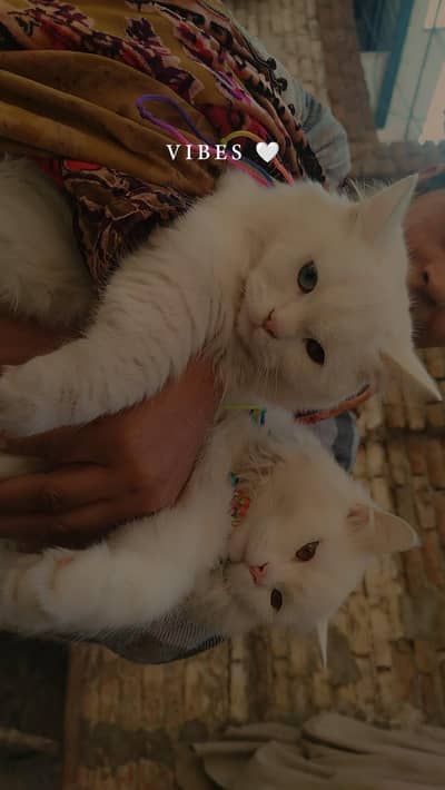 Pair cate sale