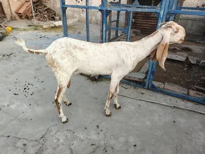 Bakri white makhi cheniii