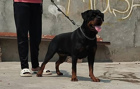 Strong Female Rottweiler Available – Excellent Guard & Family Dog
