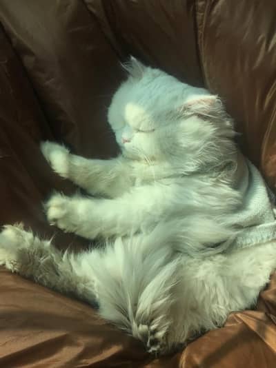 Male Persian cat
