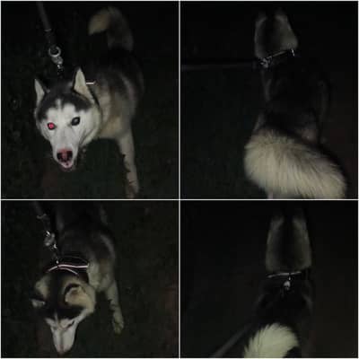 Siberian Husky Need