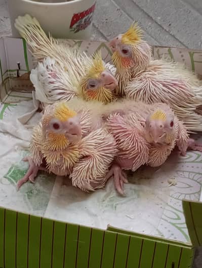 coktail chicks available for sale