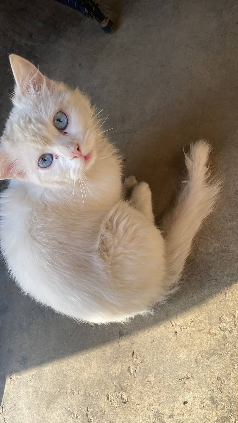 White cat 0