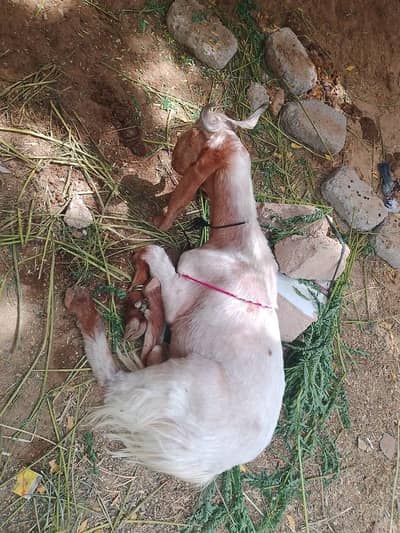 4dant bkra for sale