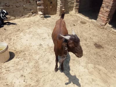 Bakra for sale