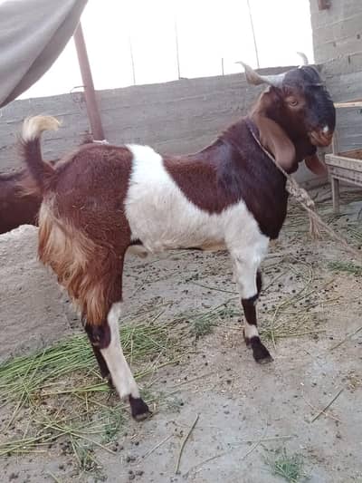 Bakry For Sale