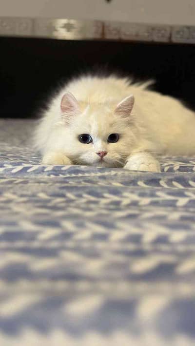 Abdullah 