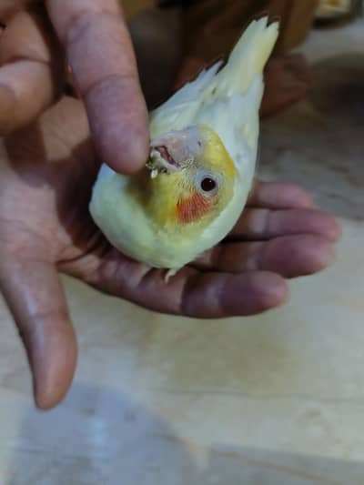Cocktail Chick's for sale