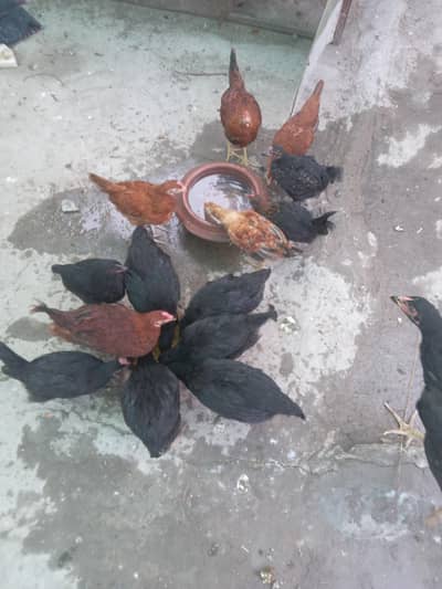 Australop or RIR Chicks for sale