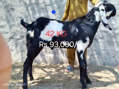 Premium Goats for Qurbani