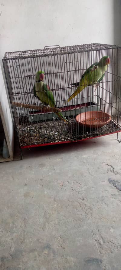 100/ breeder pair