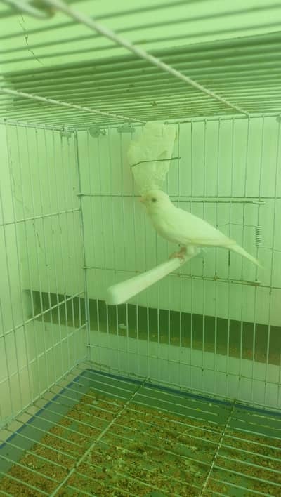 Full ready for breed singing canary male for sale