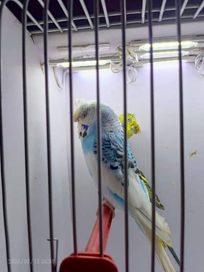 undersize budgies