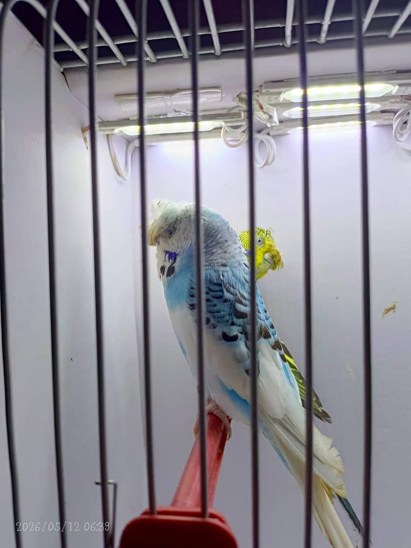 undersize budgies 0