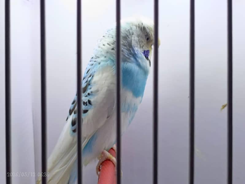 undersize budgies 1