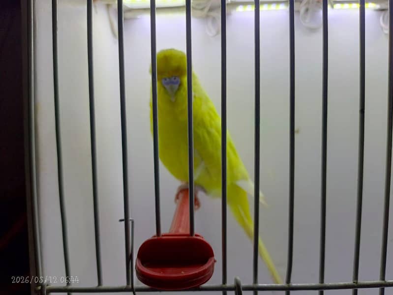 undersize budgies 2