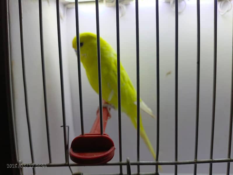 undersize budgies 3