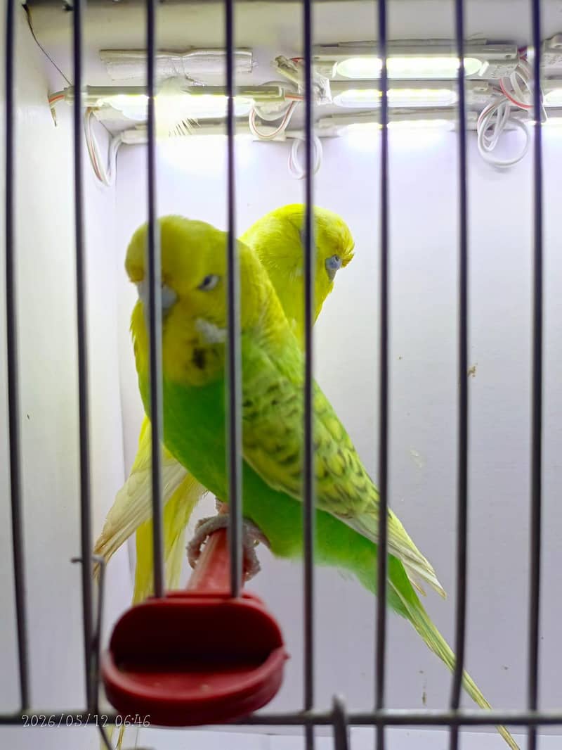 undersize budgies 4