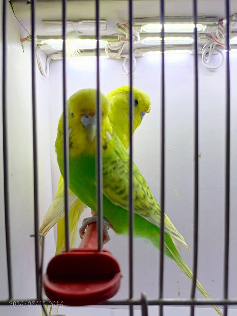 undersize budgies 5