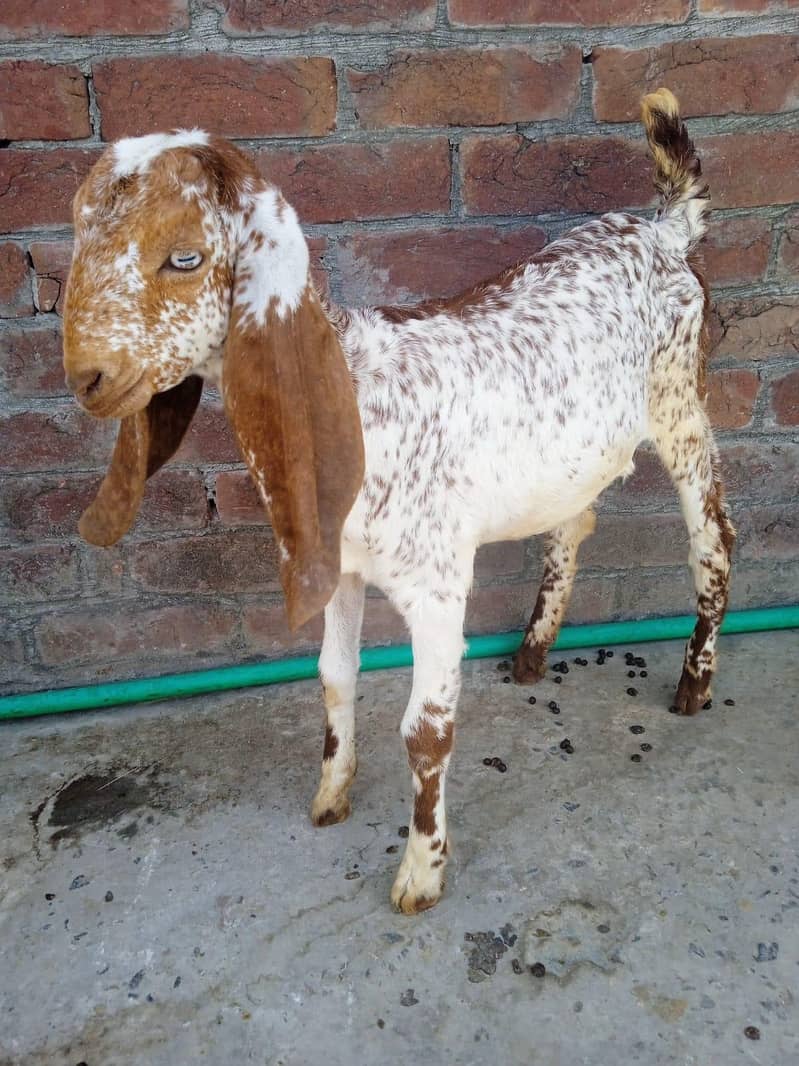bakra 1
