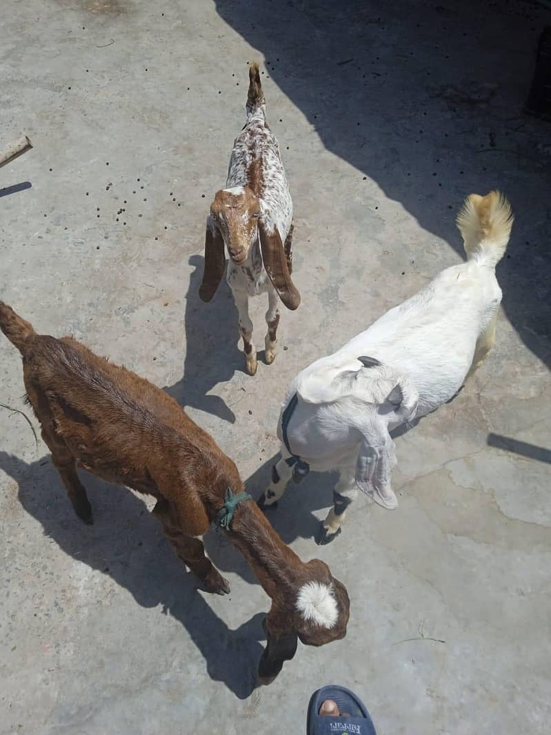 bakra 2