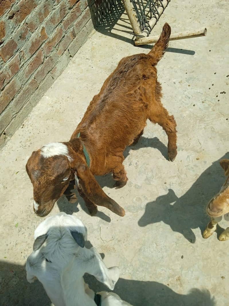 bakra 3