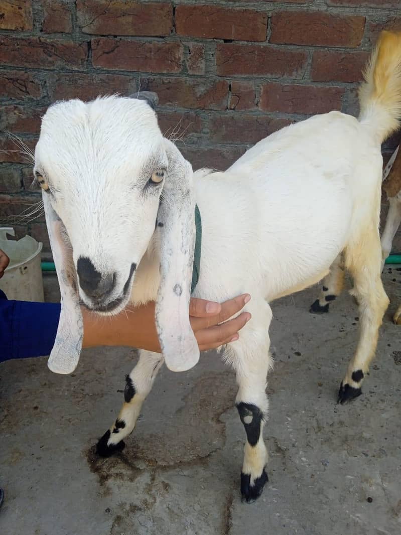 bakra 4
