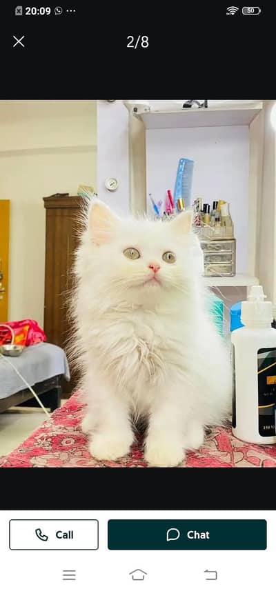 Persian cat for sale male or female my WhatsApp number03314372136