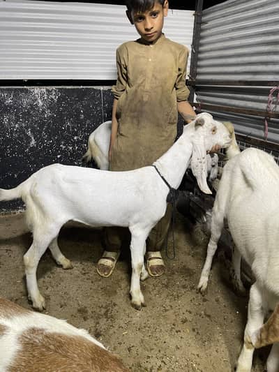 Qurbani bakre