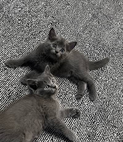 British Shorthair male kittens