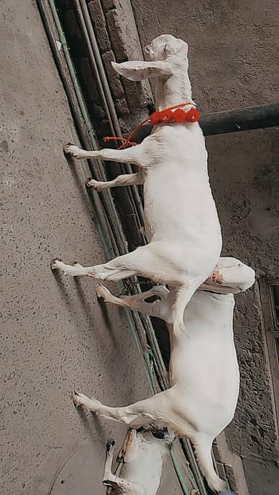 Bakra Eid 2026