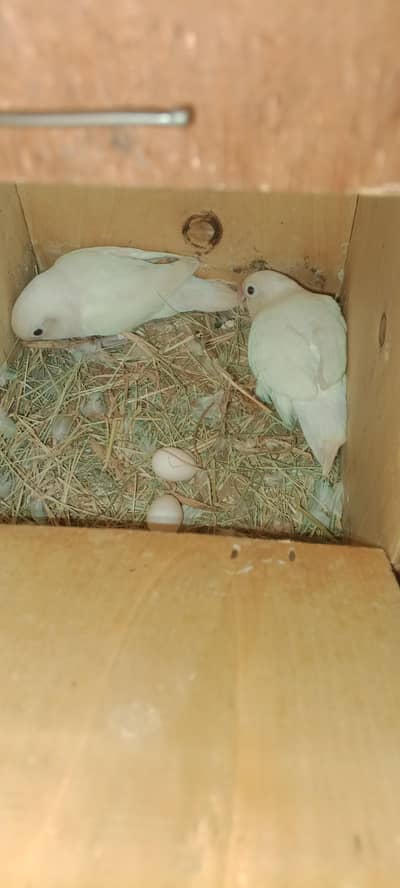 Breader love bird pair for sell