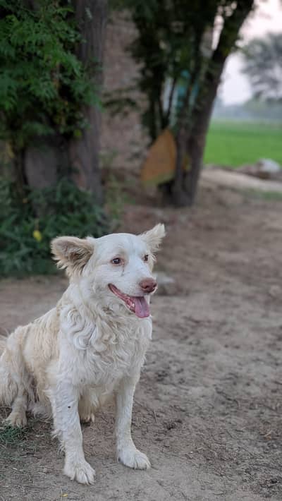 White Russian Dog