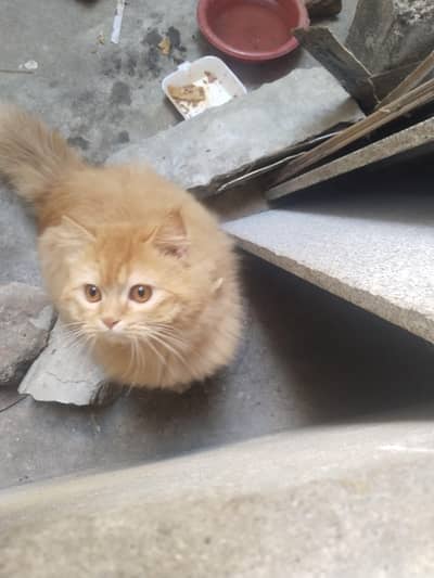 Bht achi cat hy