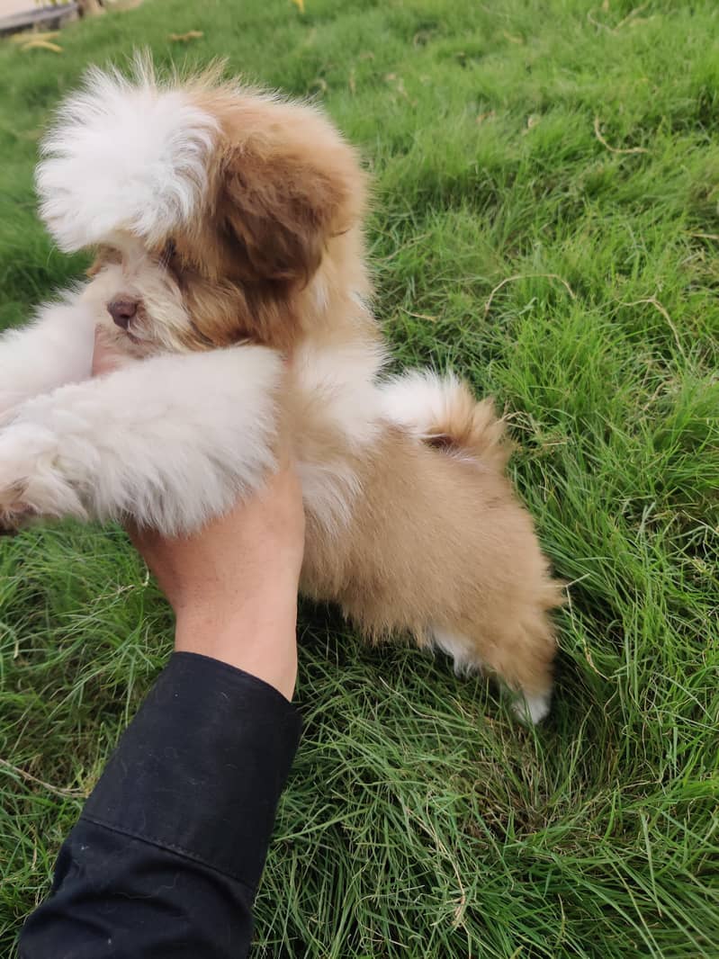 Shih tzu bread 0