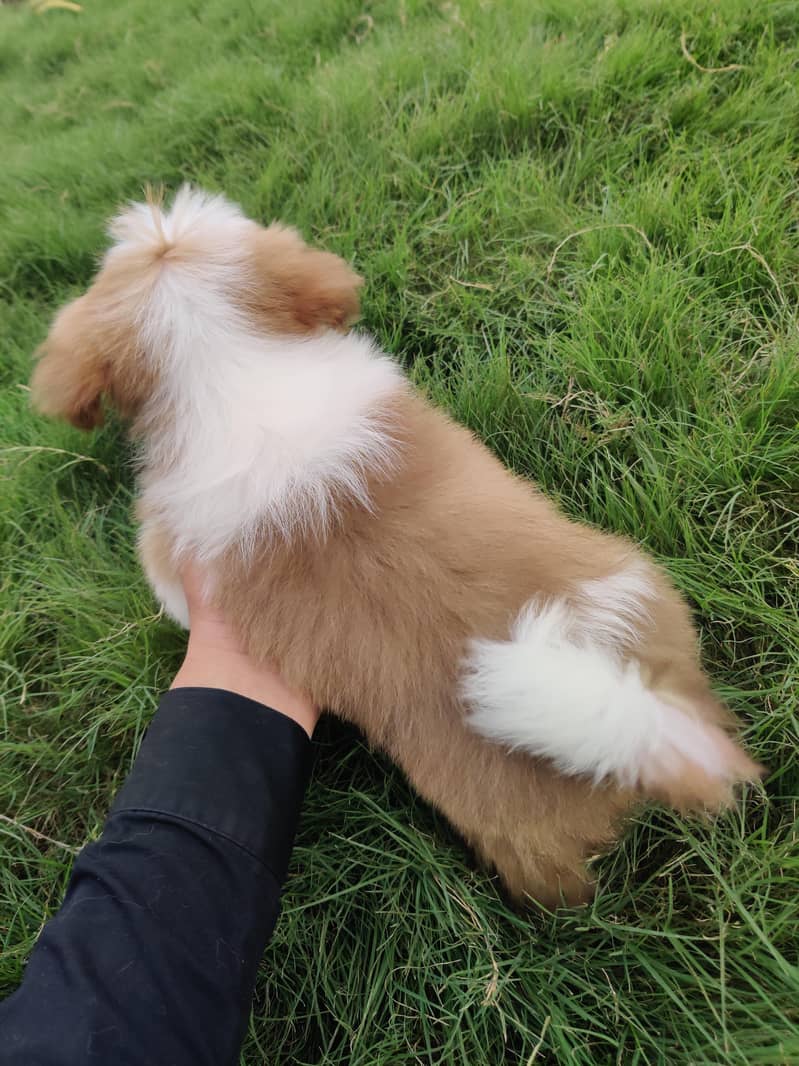 Shih tzu bread 1
