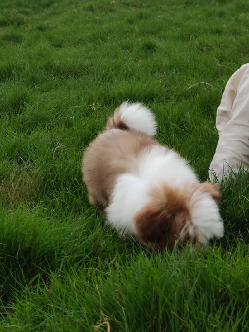 Shih tzu bread 2