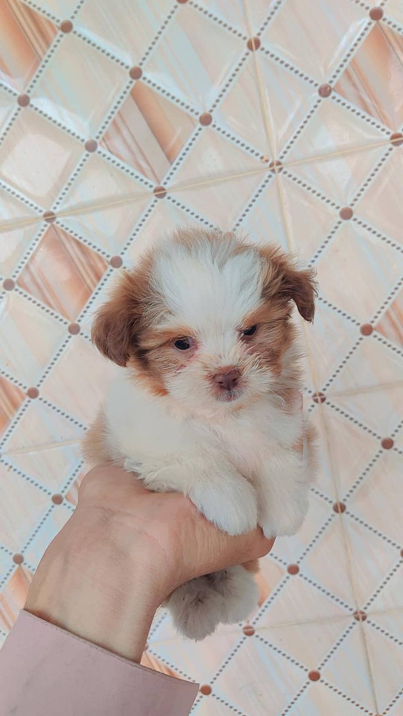 Shih tzu bread 3