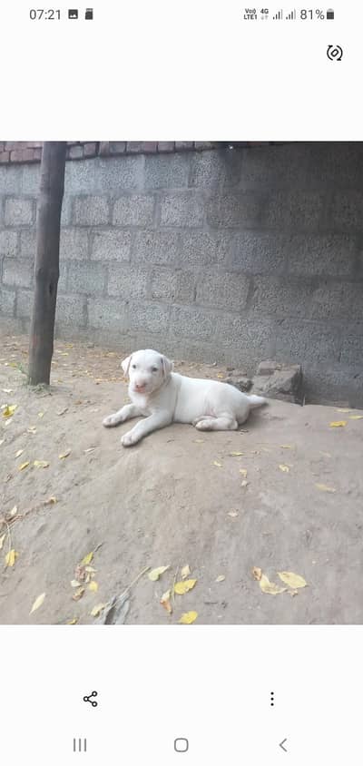 Gultair Dog
