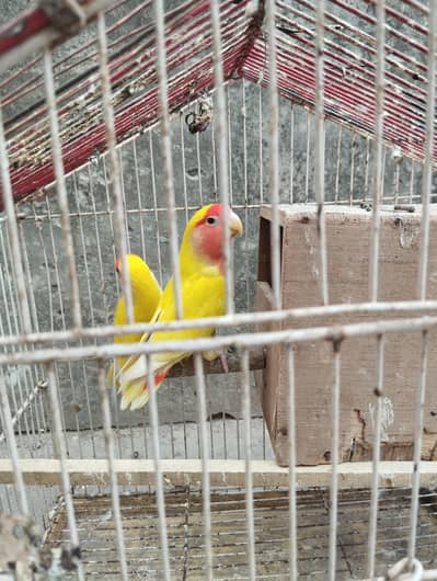 Latino breeder pair with cage 03110144020