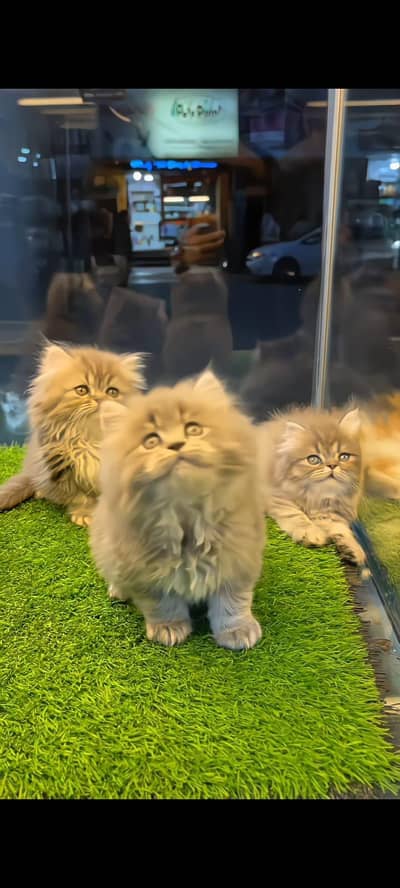 pure Persian cats vaccinated triple coated/WhatsApp 03316360929