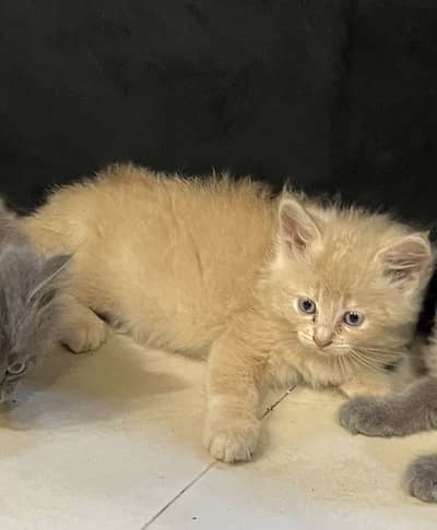 Persian kittens available