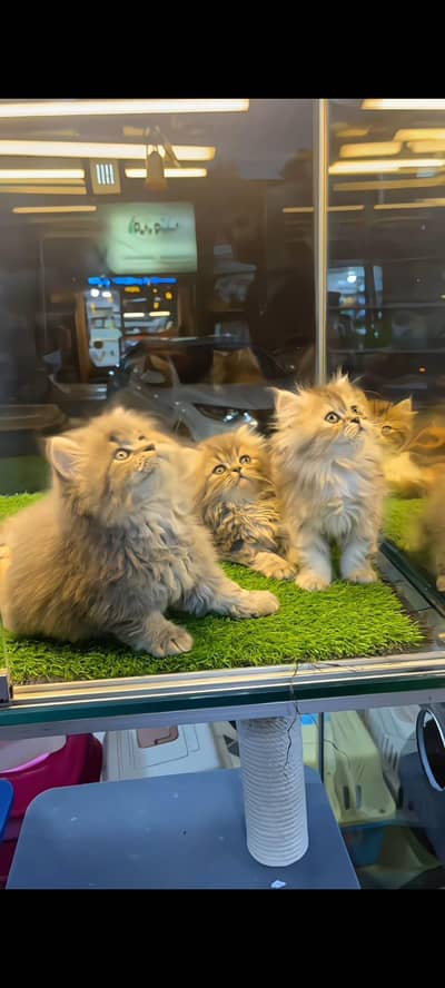 pure Persian cats vaccinated triple coated/WhatsApp 03316360929