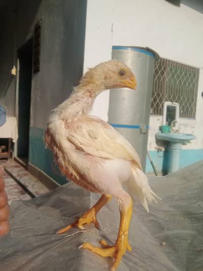 03439063395 high quality indian parrot beak