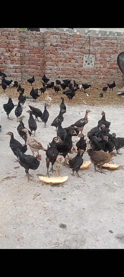 austrolorp chicks