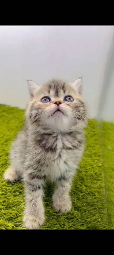 pure Persian cats vaccinated triple coated/WhatsApp 03316360929