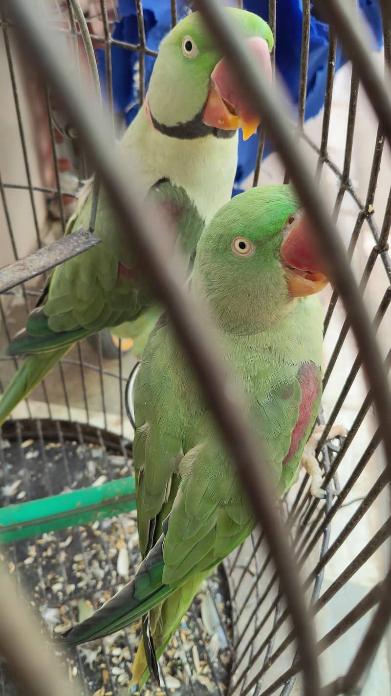 Breeder pair 0